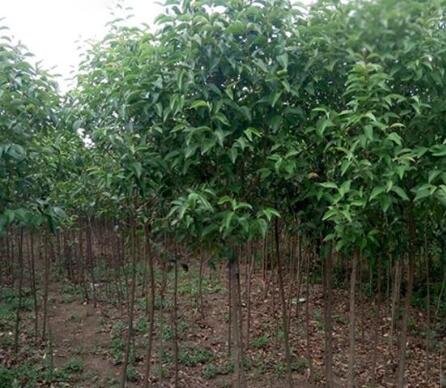 树苗怎么种新手该如何种植树苗哪些比较好？(图2)