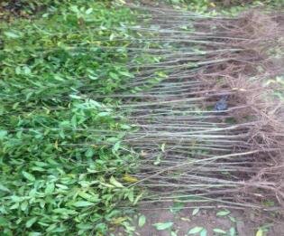 树苗怎么种新手该如何种植树苗哪些比较好？