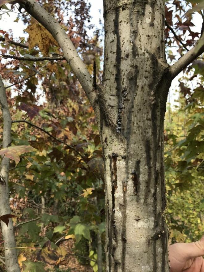 植物：如果我不抓紧“变异”那就是“待宰的羔羊”…(图3)