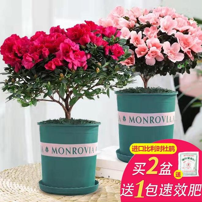 最稀有十大杜鹃花你见过几种？(图3)