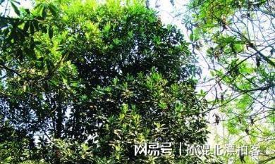 云南农民六年种植2200棵树成果至今难以变现(图4)