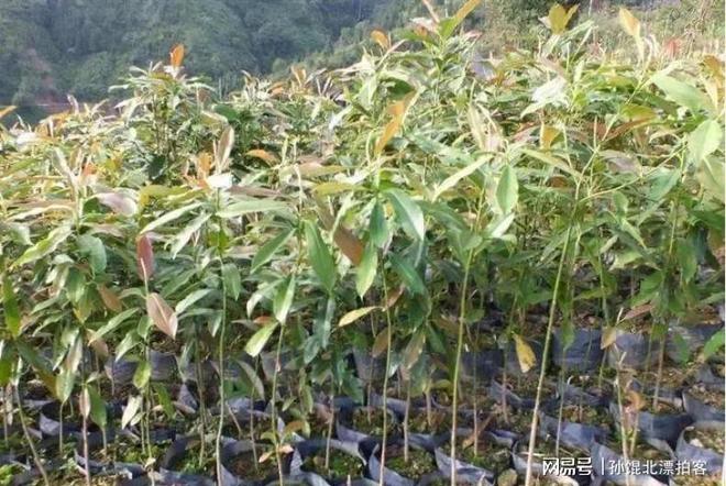 云南农民六年种植2200棵树成果至今难以变现(图6)
