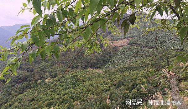 云南农民六年种植2200棵树成果至今难以变现(图9)