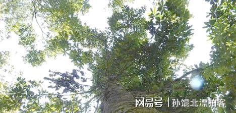 云南农民六年种植2200棵树成果至今难以变现(图10)