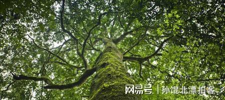 云南农民六年种植2200棵树成果至今难以变现(图14)