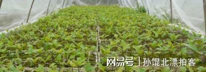 云南农民六年种植2200棵树成果至今难以变现(图13)