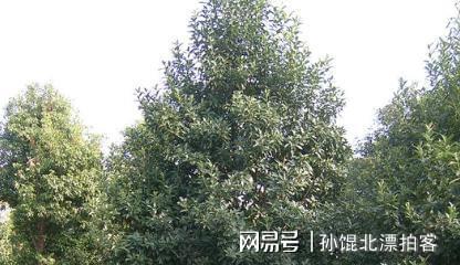 云南农民六年种植2200棵树成果至今难以变现(图17)