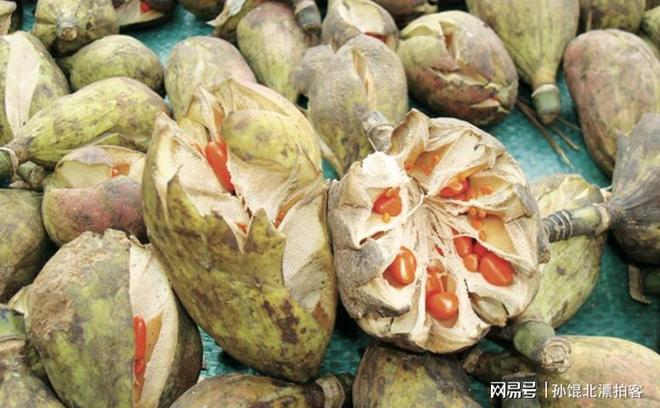 云南农民六年种植2200棵树成果至今难以变现(图16)
