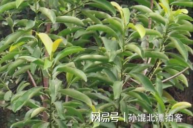 云南农民六年种植2200棵树成果至今难以变现(图21)