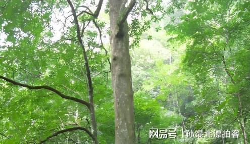 云南农民六年种植2200棵树成果至今难以变现(图24)