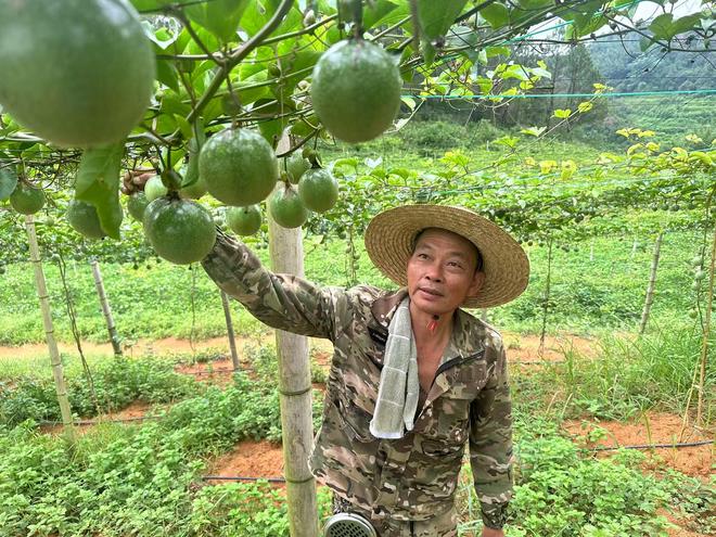郁南县大方镇:“香”“榄”结合 “以长养短”结富果