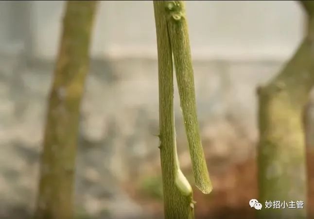 培育树苗超简单不用种子不用嫁接只要在树上挂个空瓶子就能种植大户想种什么都可以