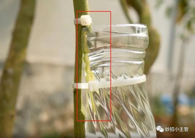 培育树苗超简单不用种子不用嫁接只要在树上挂个空瓶子就能种植大户想种什么都可以(图5)