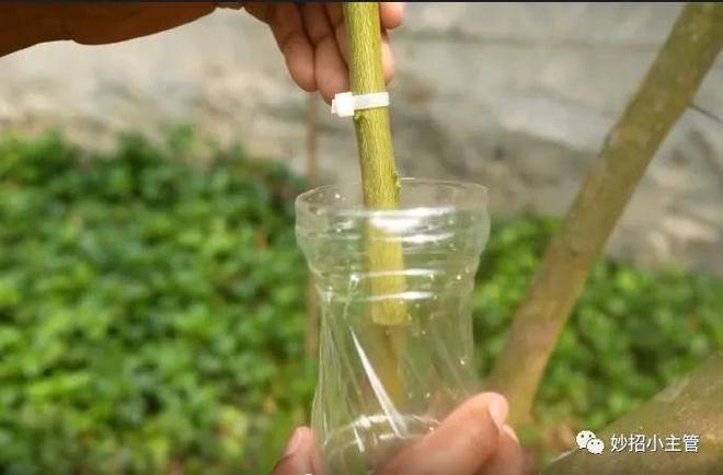 培育树苗超简单不用种子不用嫁接只要在树上挂个空瓶子就能种植大户想种什么都可以(图3)