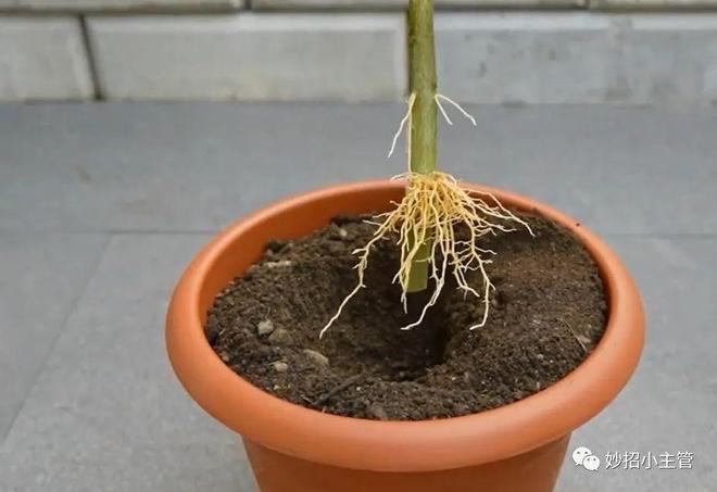培育树苗超简单不用种子不用嫁接只要在树上挂个空瓶子就能种植大户想种什么都可以(图9)