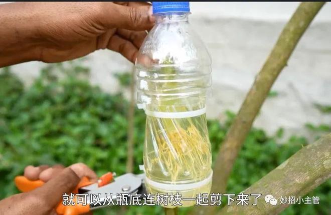 培育树苗超简单不用种子不用嫁接只要在树上挂个空瓶子就能种植大户想种什么都可以(图8)