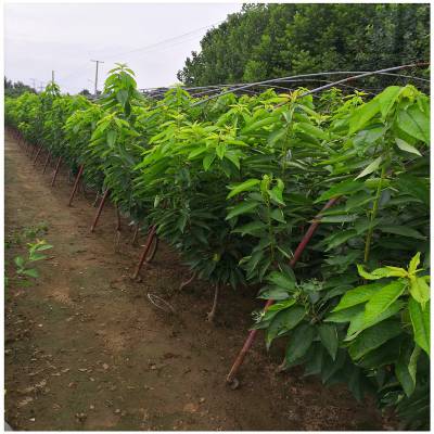 绿洲凯宸： 从园林绿化转型多元赛道