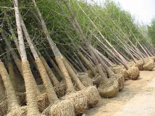 如何正确种植树苗？(图2)