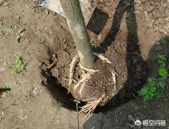 如何正确种植树苗？