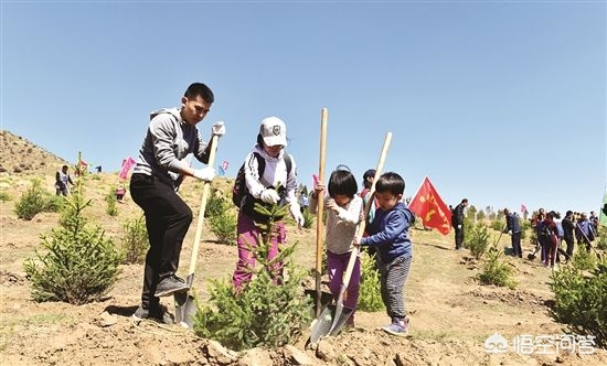 如何正确种植树苗？(图3)