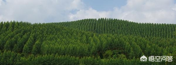 如何正确种植树苗？(图4)