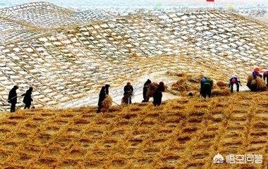 如何正确种植树苗？(图5)