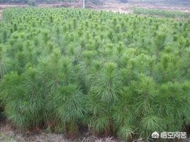 如何正确种植树苗？(图7)