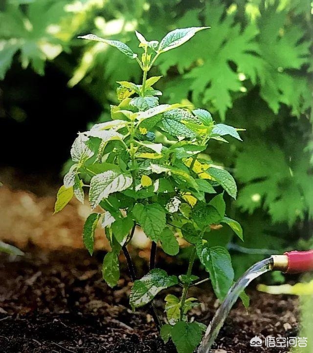 如何正确种植树苗？(图9)