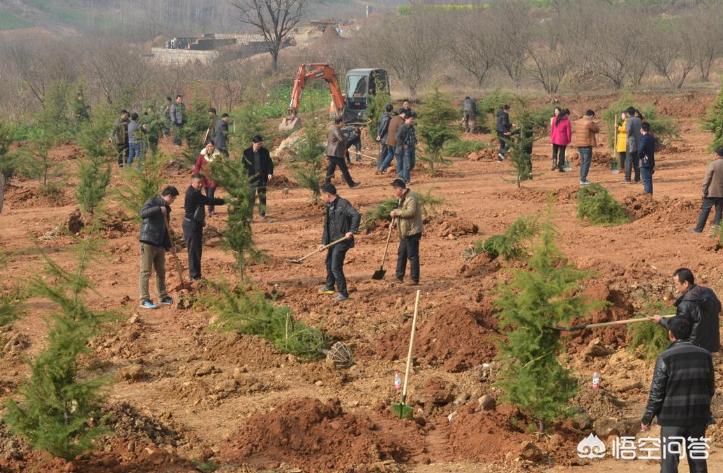 如何正确种植树苗？(图13)