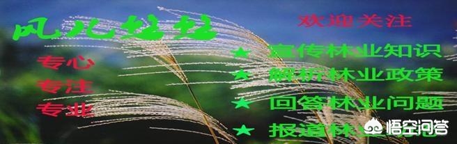 如何正确种植树苗？(图17)