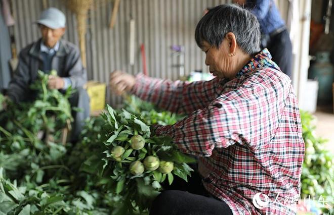 菏泽牡丹种出“振兴密码”(图3)