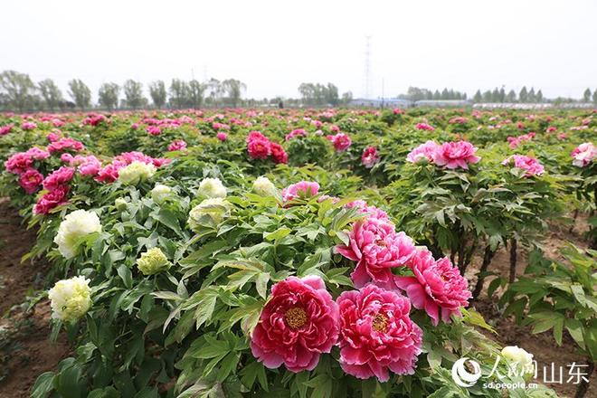 菏泽牡丹种出“振兴密码”(图4)