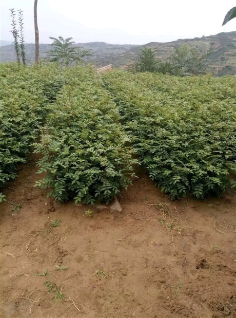 宜良县：科技人才拓宽苗木花卉产业升级路