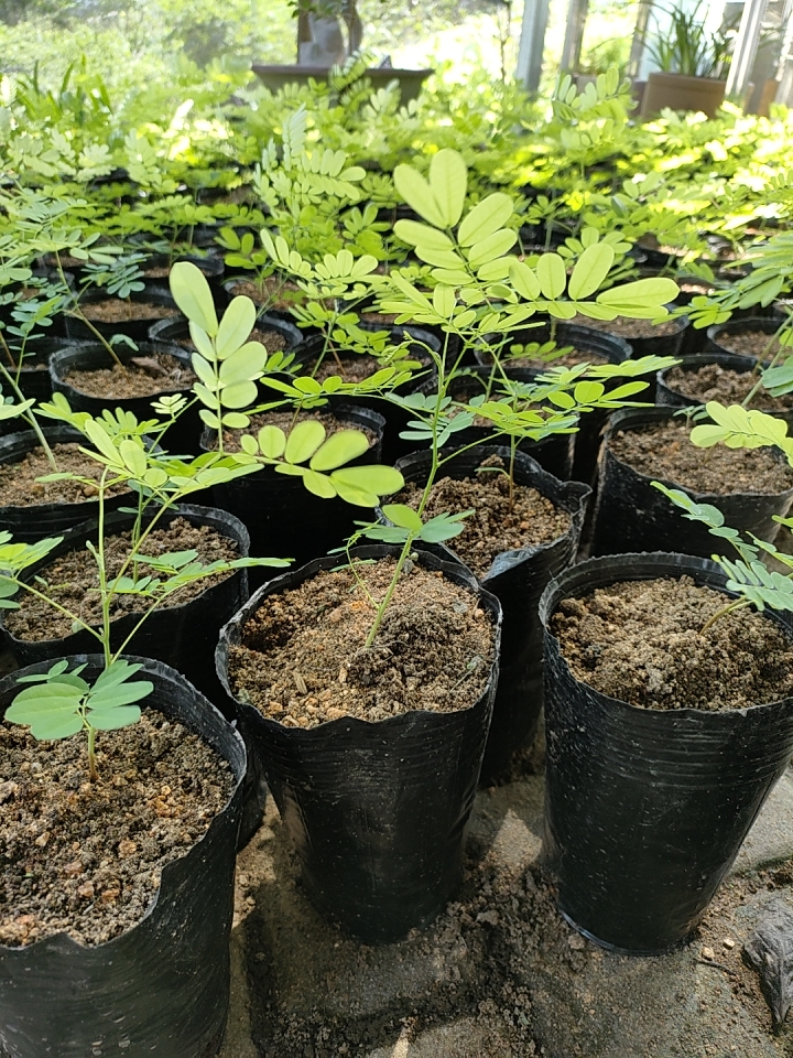 肥城：多彩小番茄 孕育特色大产业(图1)