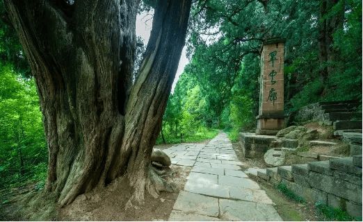 【论坛】千年翠云廊生态守护与文化自信构建的实践逻辑‖张忠仁(图1)