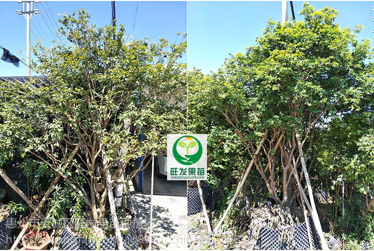 武定县猫街镇永泉村委会开展杨梅种植活动(图1)