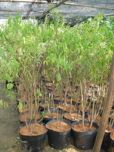 山西全面系统守护野生植物成果丰硕(图1)