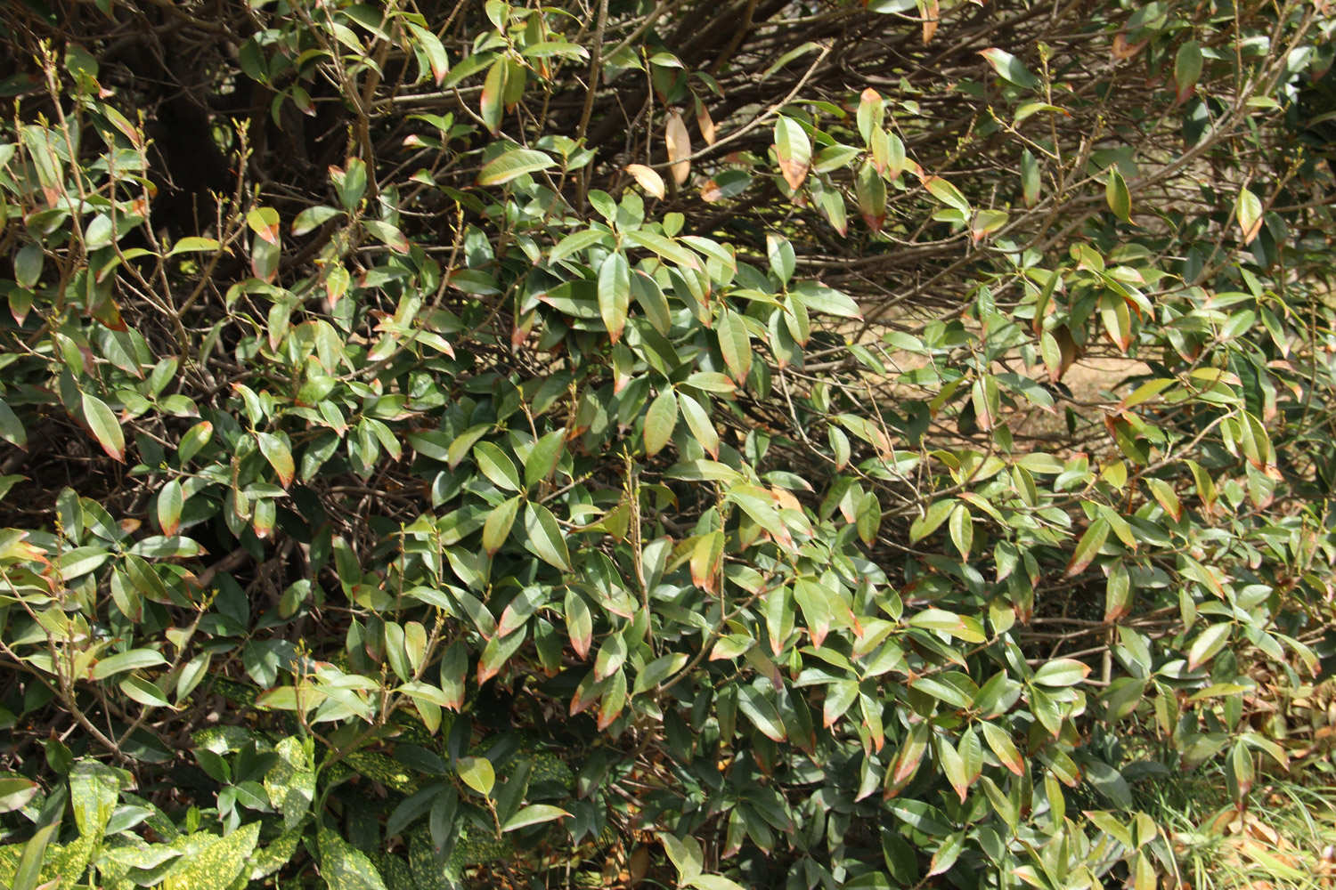 桂花树苗怎么培育桂花树苗图片(图2)