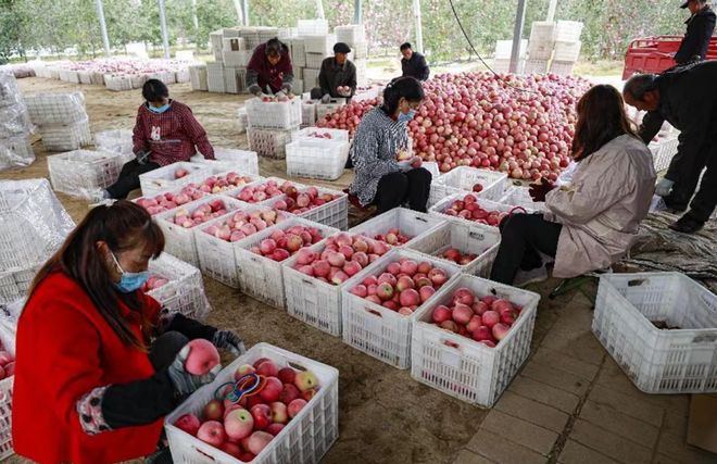 “宝鸡苹果”品牌价值5778亿元(图2)