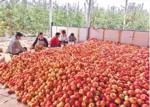 “宝鸡苹果”品牌价值5778亿元(图1)