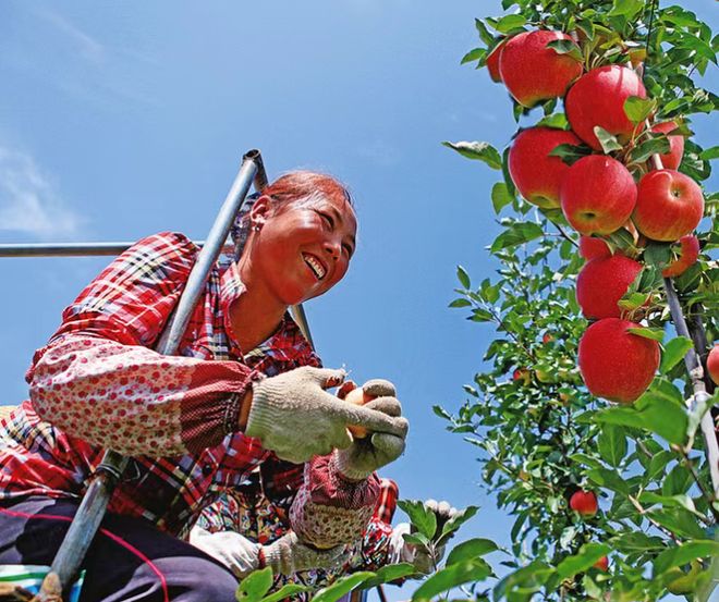 “宝鸡苹果”品牌价值5778亿元(图5)