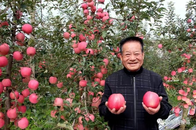 “宝鸡苹果”品牌价值5778亿元(图4)