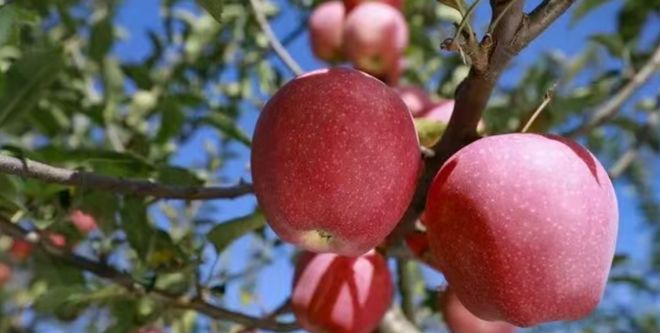 “宝鸡苹果”品牌价值5778亿元(图7)