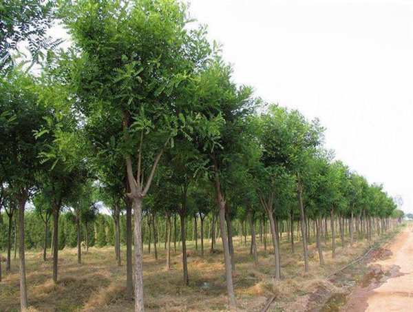 绿化苗木种植技巧 如何种植园林绿化苗木(图1)