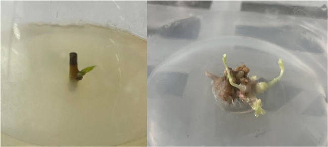 木姜助农团队让木姜子种苗“多胞胎”成为现实(图1)