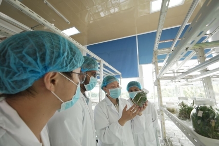 木姜助农团队让木姜子种苗“多胞胎”成为现实(图2)