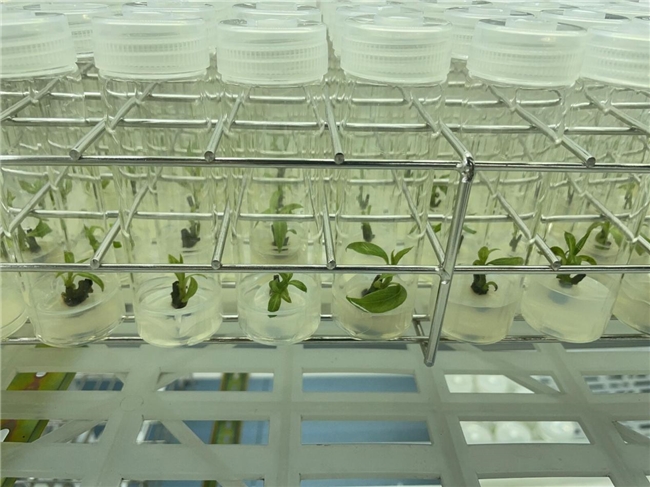 木姜助农团队让木姜子种苗“多胞胎”成为现实(图3)