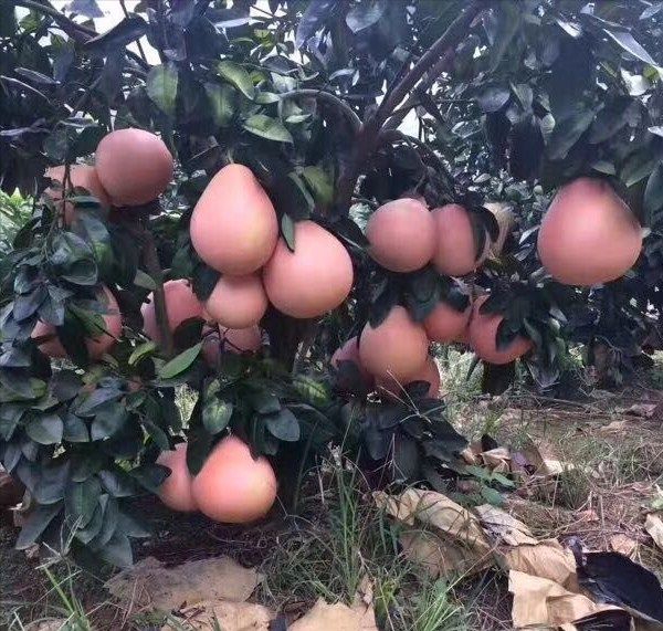 气候与技术的较量柚子能在北方存活吗？(图3)