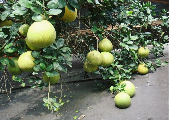 气候与技术的较量柚子能在北方存活吗？(图1)