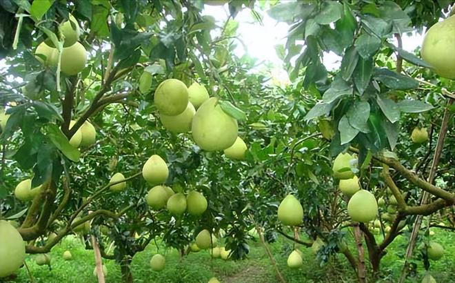 气候与技术的较量柚子能在北方存活吗？(图2)